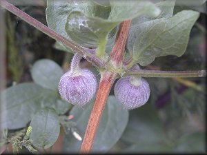 Clematis photograph