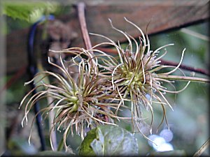 Clematis photograph