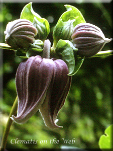 Clematis photograph