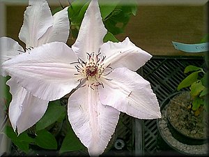 Clematis photograph