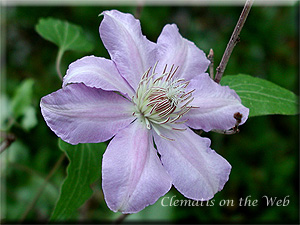 Clematis photograph