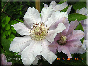 Clematis photograph