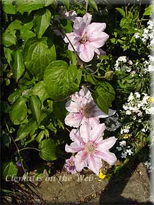 Clematis photograph