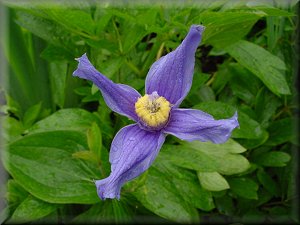 Clematis photograph