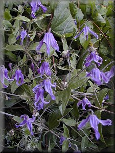 Clematis photograph