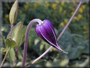 Clematis photograph