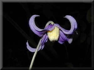 Clematis photograph