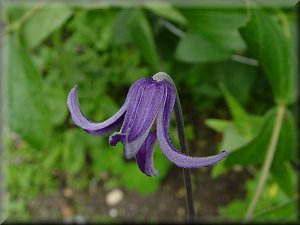 Clematis photograph