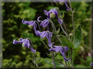 Clematis photograph