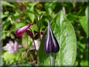 Clematis photograph