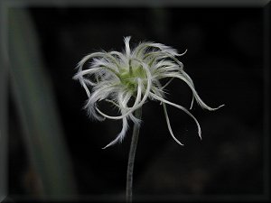 Clematis photograph