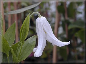 Clematis photograph