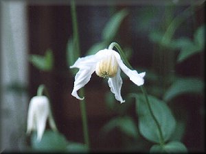 Clematis photograph