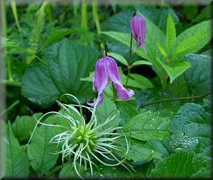 Clematis photograph