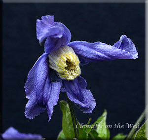 Clematis photograph