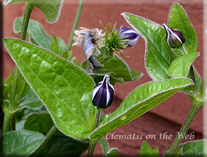 Clematis photograph