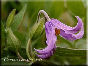 Clematis photograph