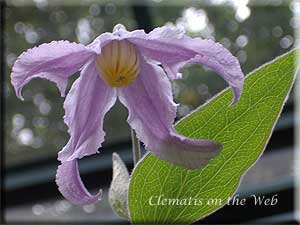 Clematis photograph