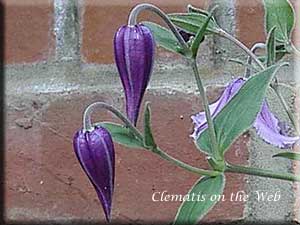 Clematis photograph