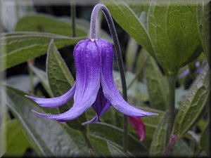 Clematis photograph