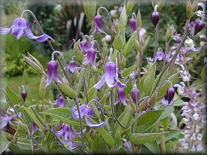 Clematis photograph