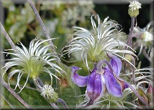 Clematis photograph