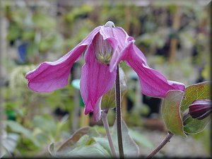 Clematis photograph