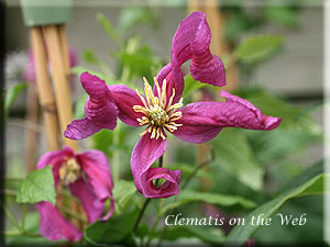 Clematis photograph