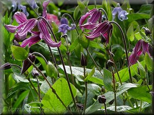 Clematis photograph