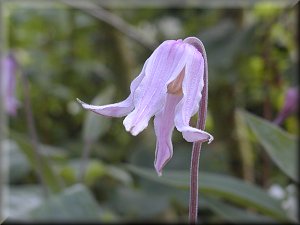 Clematis photograph