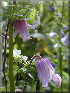 Clematis photograph