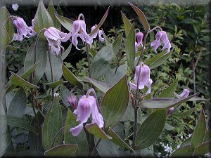 Clematis photograph