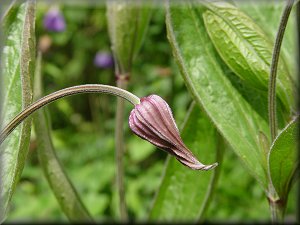 Clematis photograph