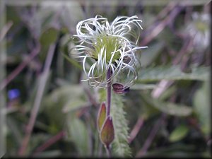 Clematis photograph