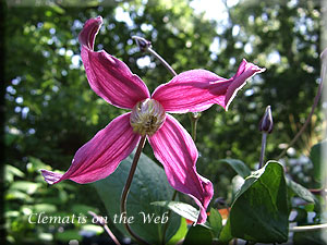 Clematis photograph