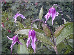 Clematis photograph