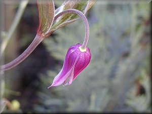 Clematis photograph