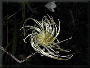 Clematis photograph