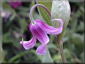 Clematis photograph