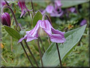 Clematis photograph