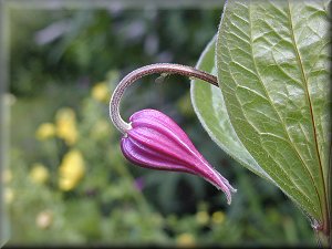 Clematis photograph