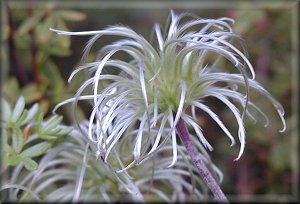 Clematis photograph