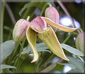 Clematis photograph