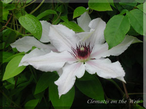 Clematis photograph