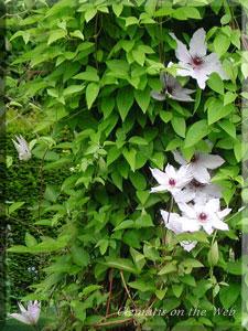 Clematis photograph