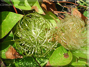 Clematis photograph