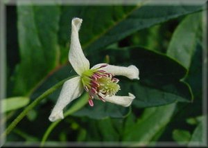 Clematis photograph