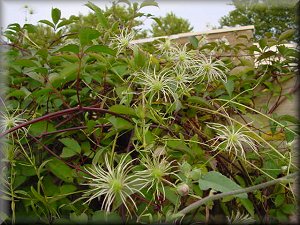 Clematis photograph