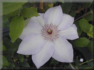 Clematis photograph