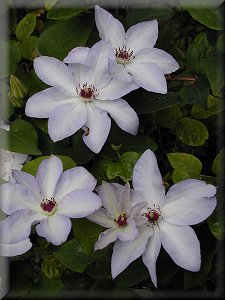 Clematis photograph